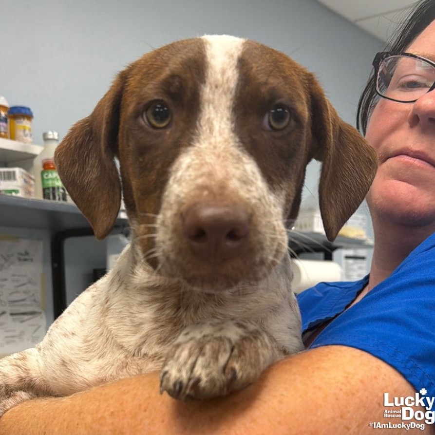 LASAGNA - Pointer / Dachshund available for adoption