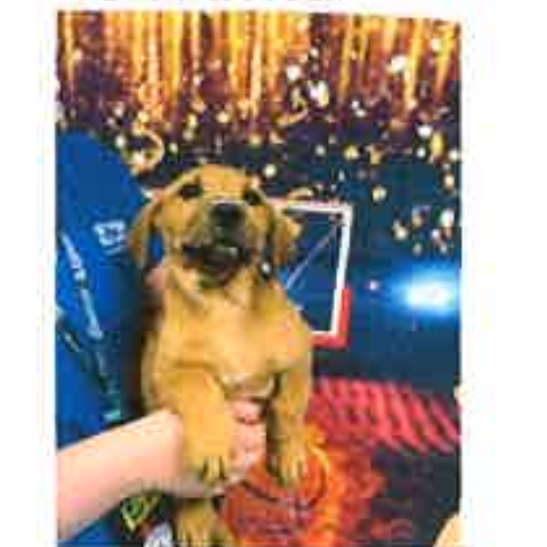 FWT STAR - Retriever, Labrador / Hound, Basset available for adoption