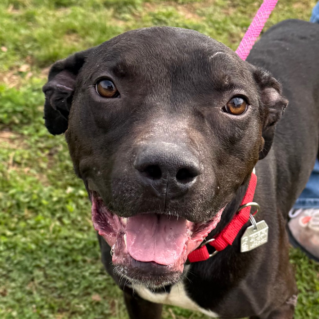 Pepper — thumbnail 6