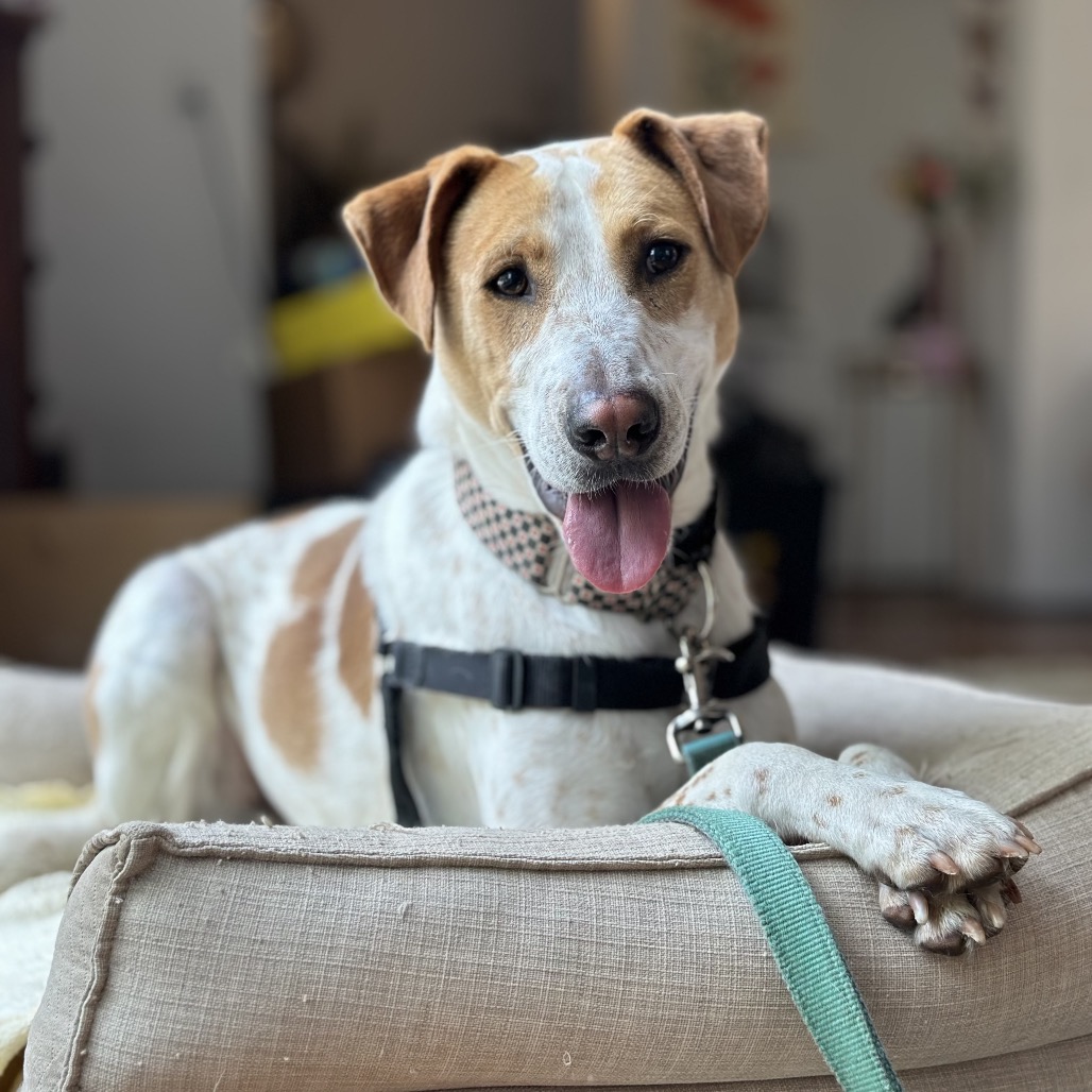 STITCH - Mixed Breed (Medium) / Mix available for adoption