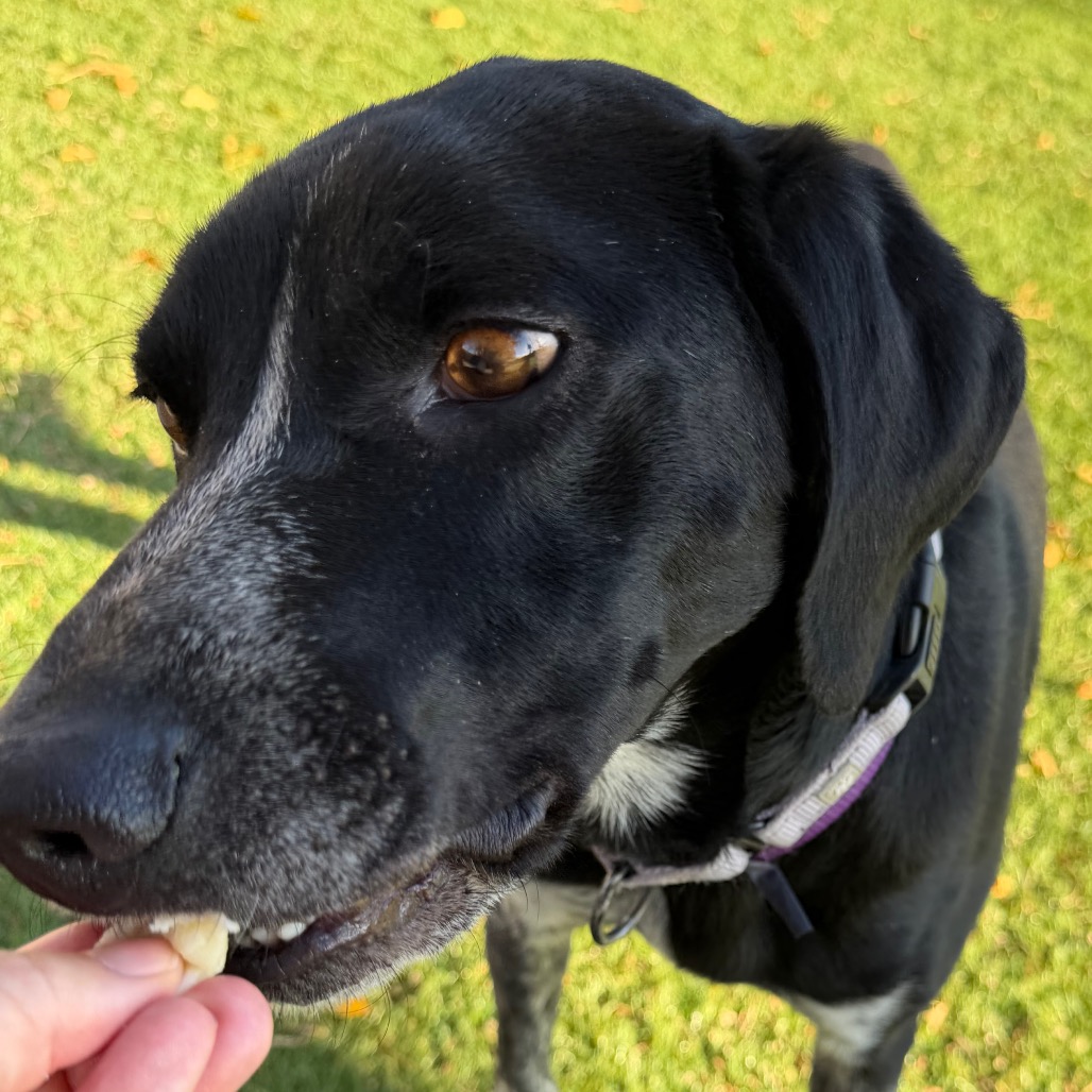 Chip, photo 4
