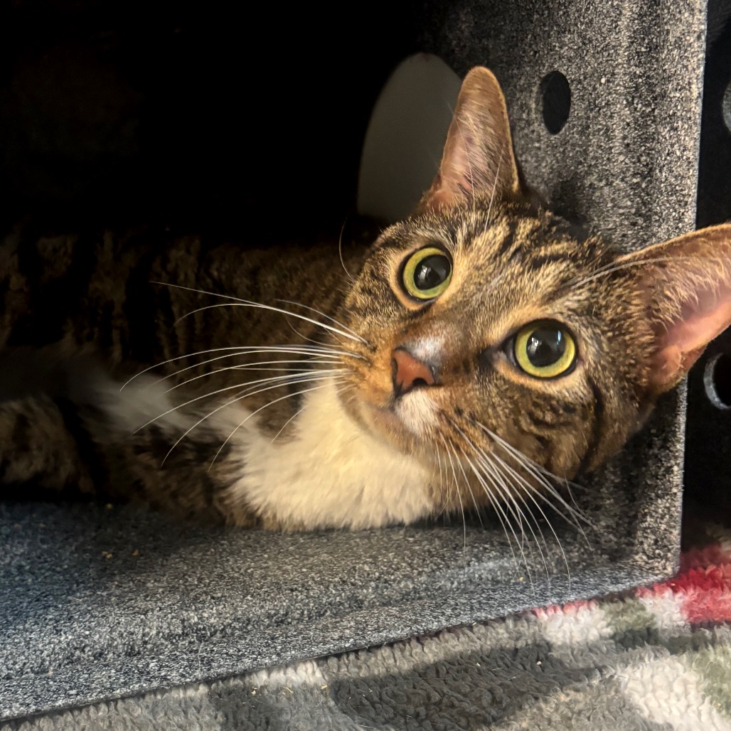 Aphrodite — thumbnail 3