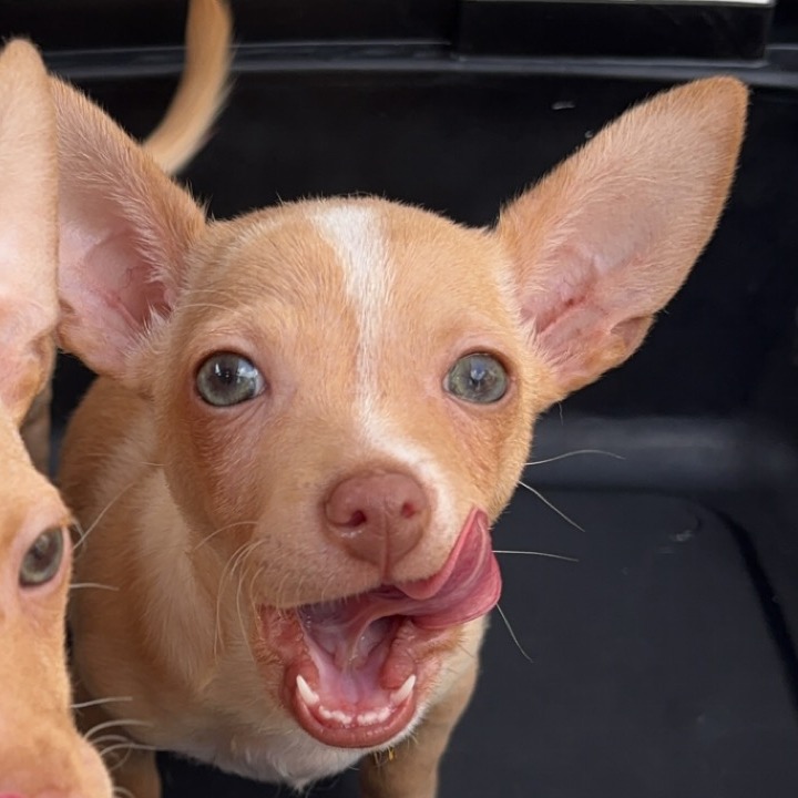 Brooks — thumbnail 3