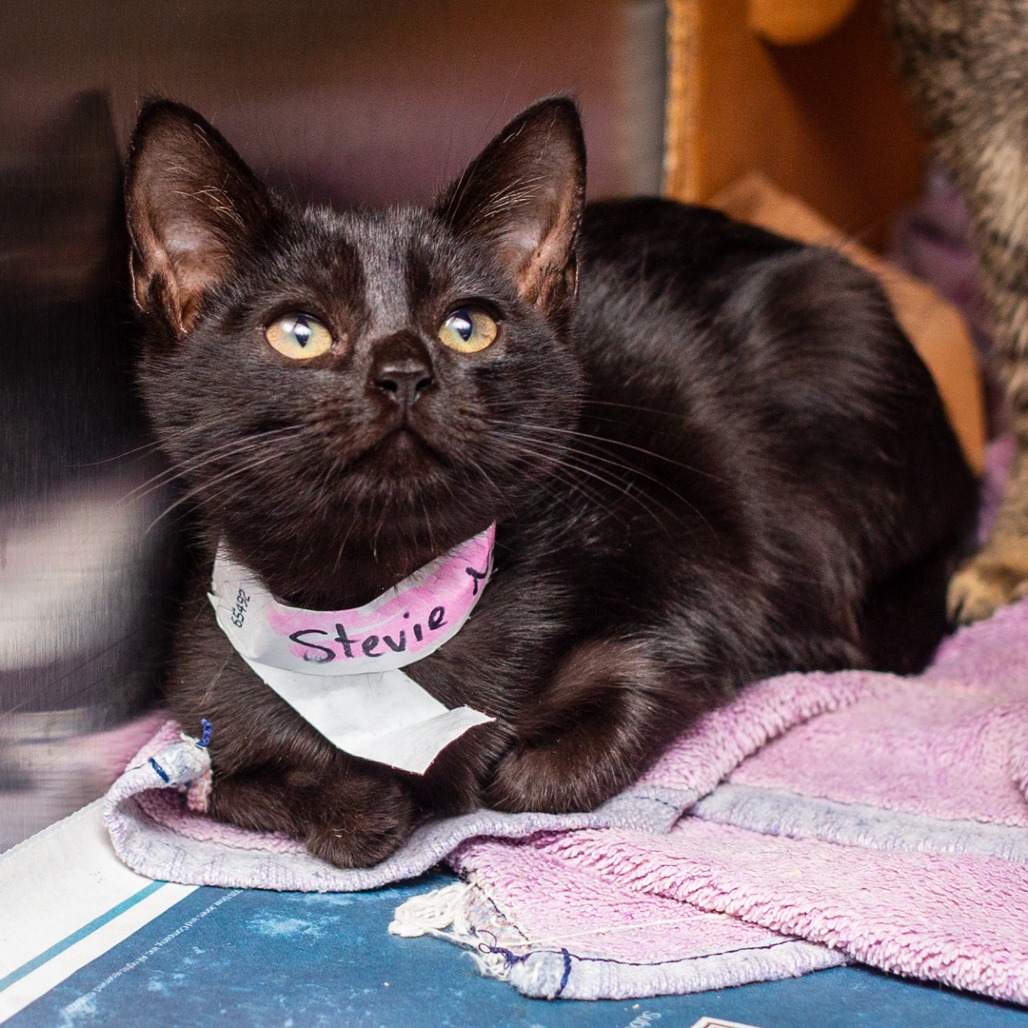 STEVIE NICKS - Domestic Shorthair / Mix available for adoption
