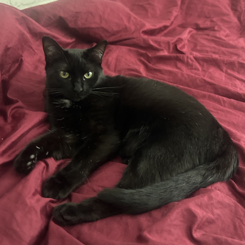 Photo of Nori