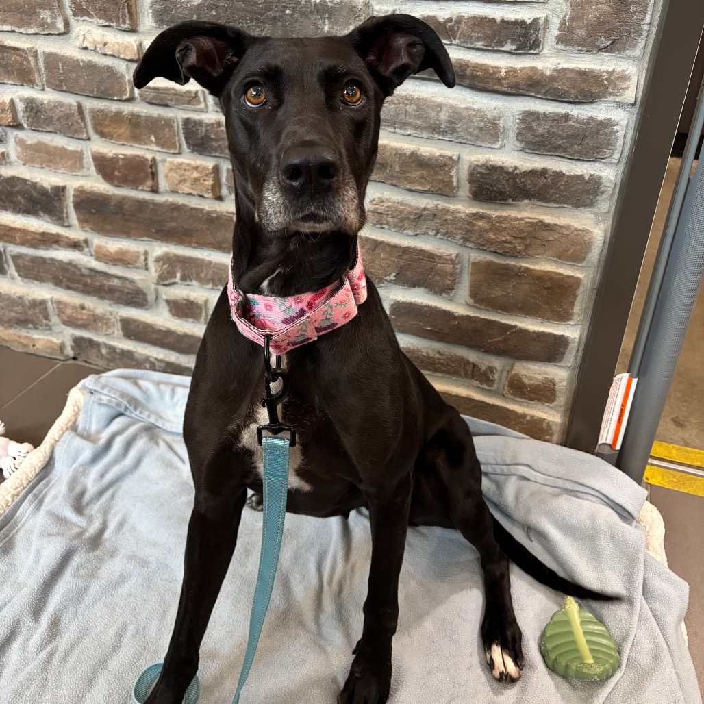 SHAZA - Mixed Breed (Medium) available for adoption