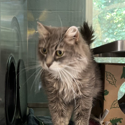 GRACIE - Domestic Medium Hair available for adoption