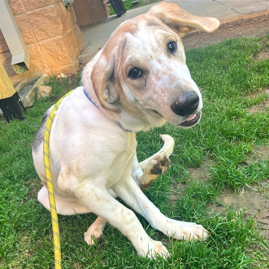 French Toast — thumbnail 7