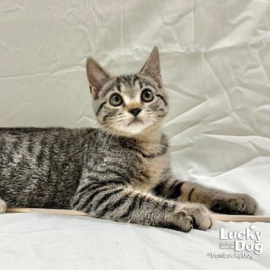 TOBY - Domestic Shorthair available for adoption