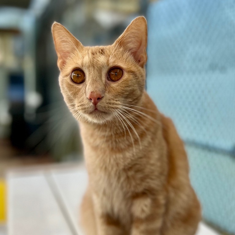 Close-up photo of Secret Agent Whiskers