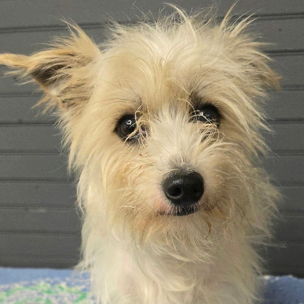 FOSTER NEEDED - Bram