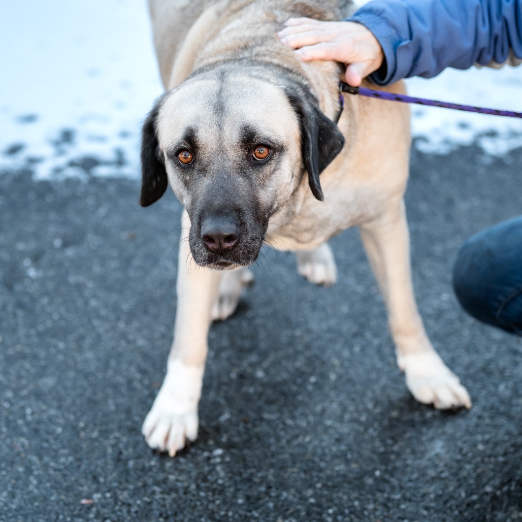 Peach - Phoenix Animal Rescue