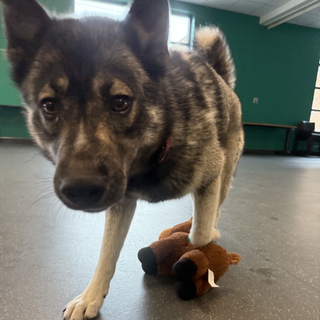 Photo of Blitzen 6