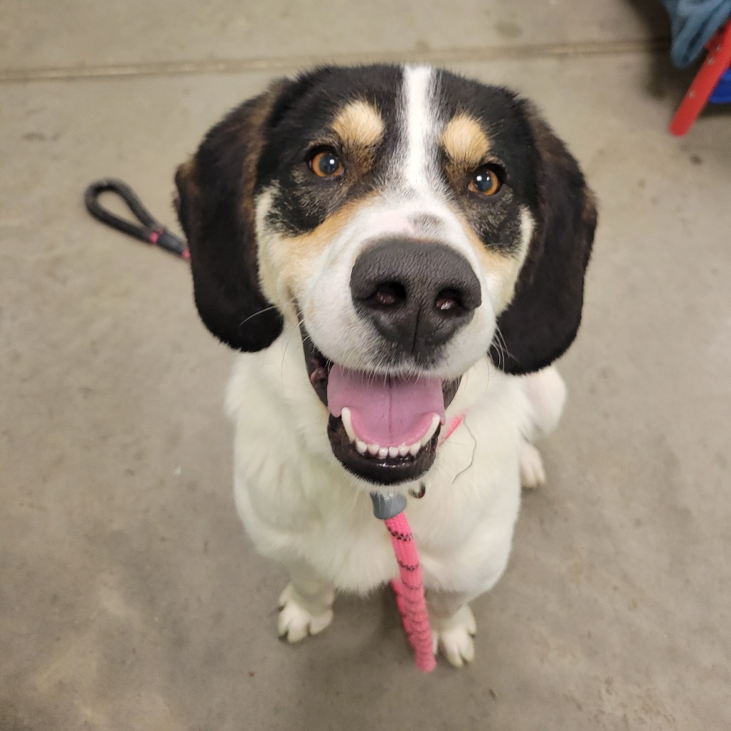 BRUCE - Hound available for adoption