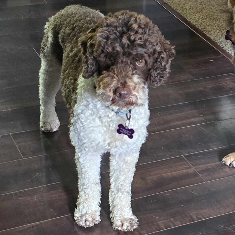 Murphey