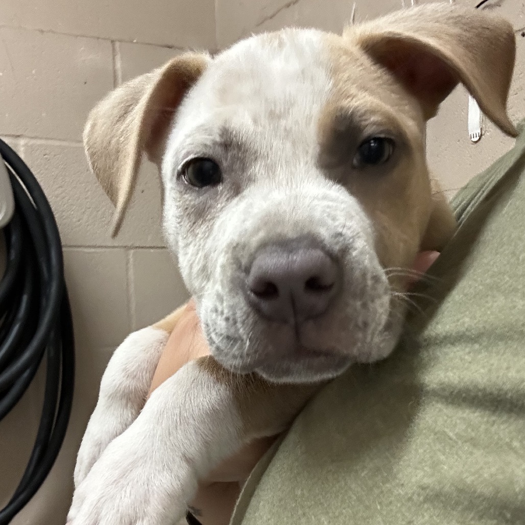 Pit Bull