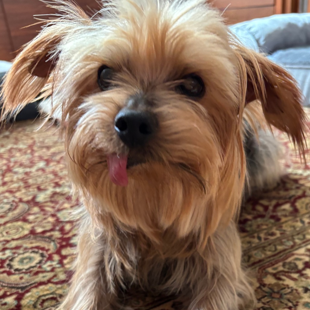 Billy — thumbnail 3