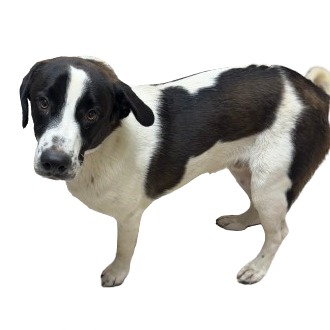 Tusc Stray 81546