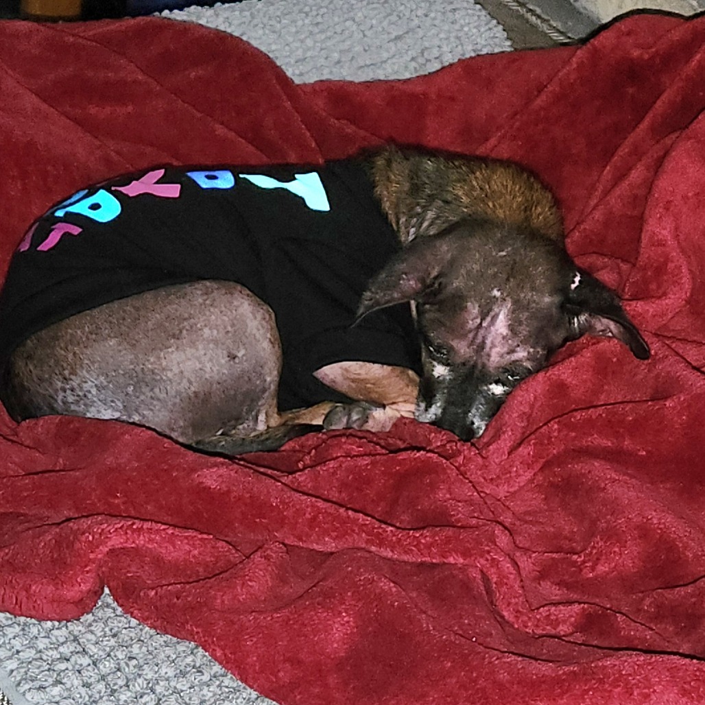 Kodak — thumbnail 4