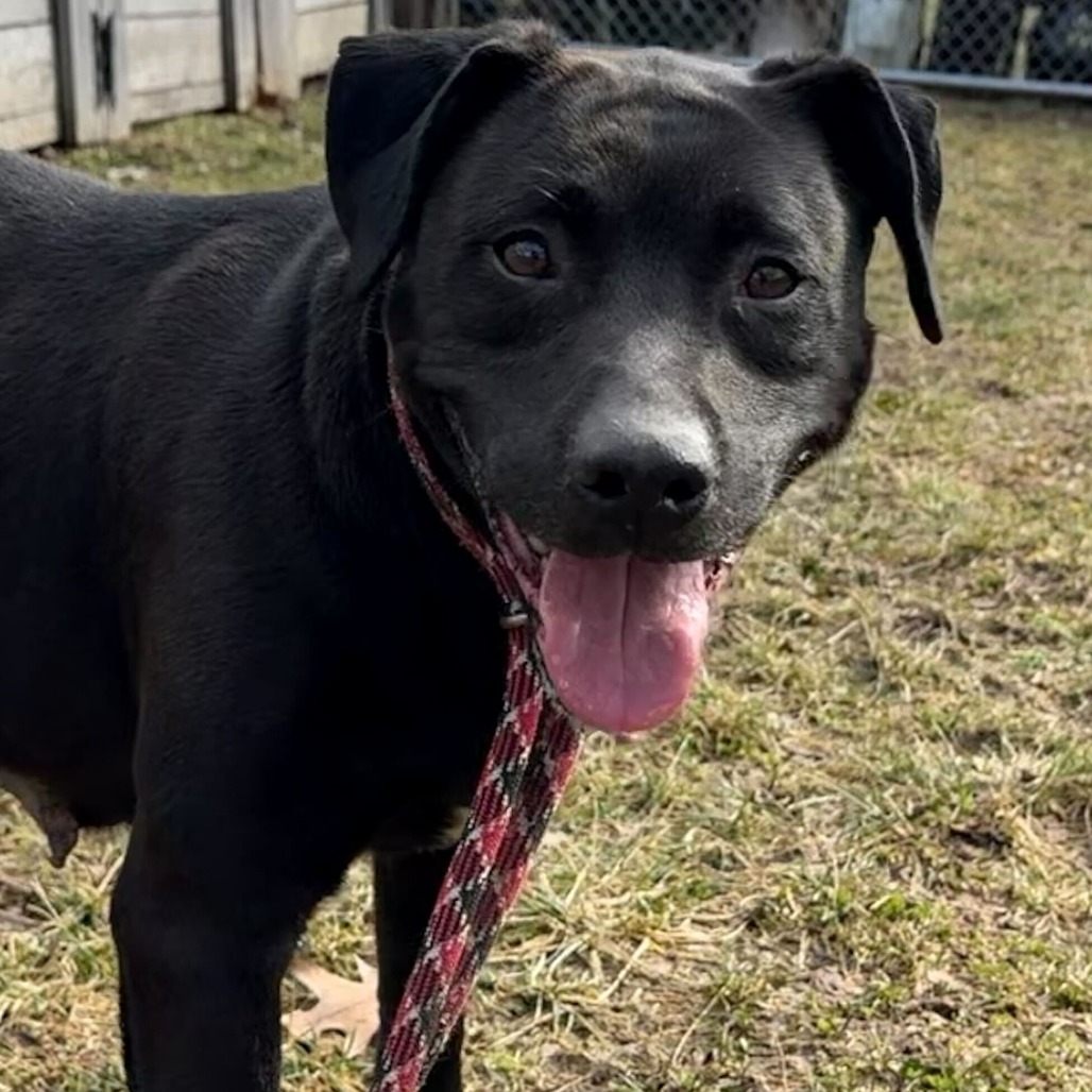 Seraphina — thumbnail 3