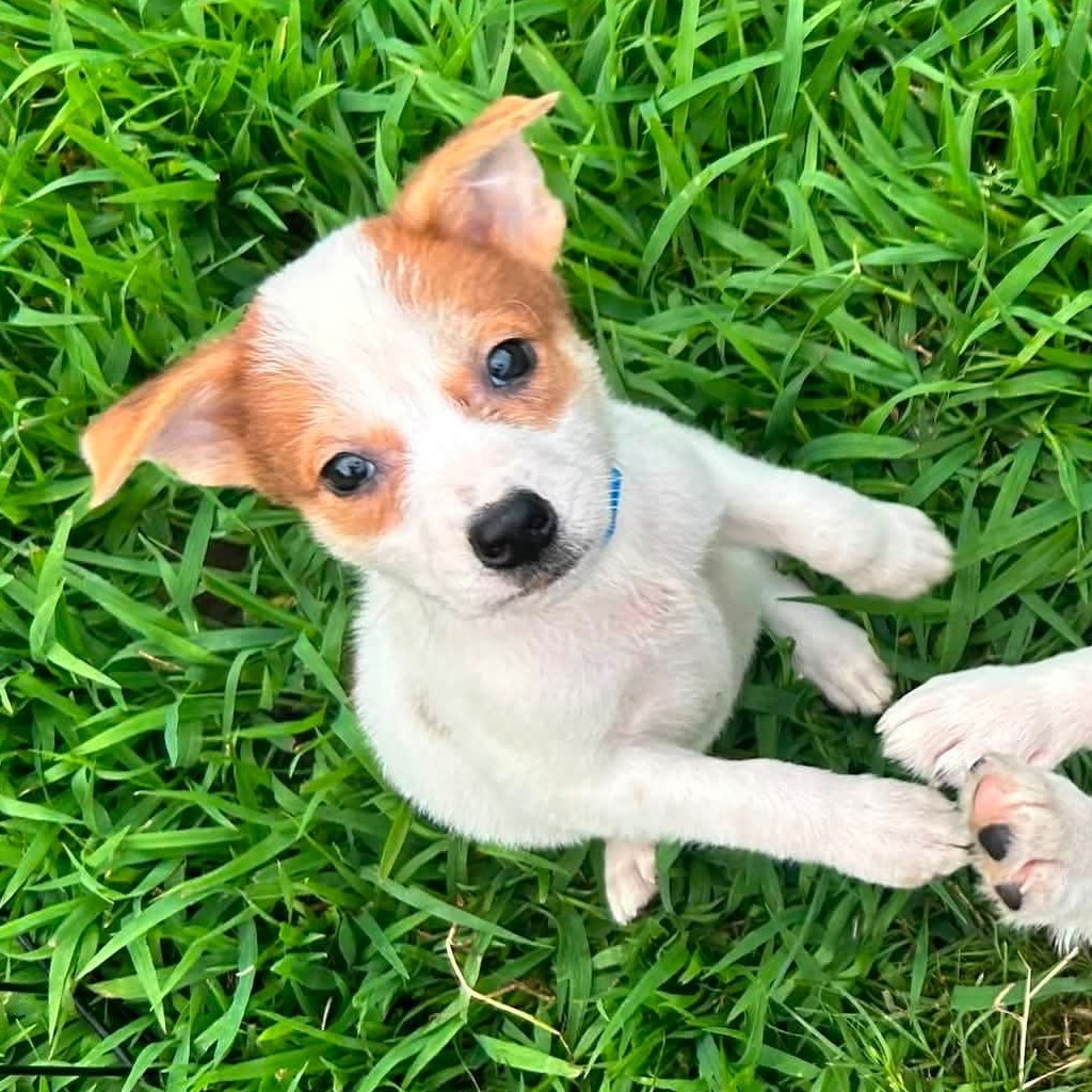 CT Peru (Foster in Coventry, CT)