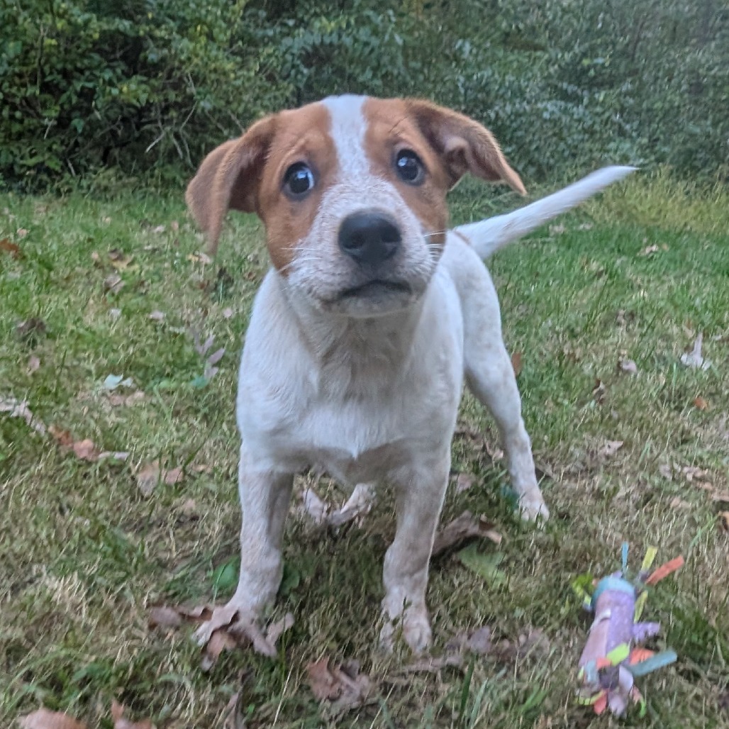 Macee Pup - Portia, photo 9