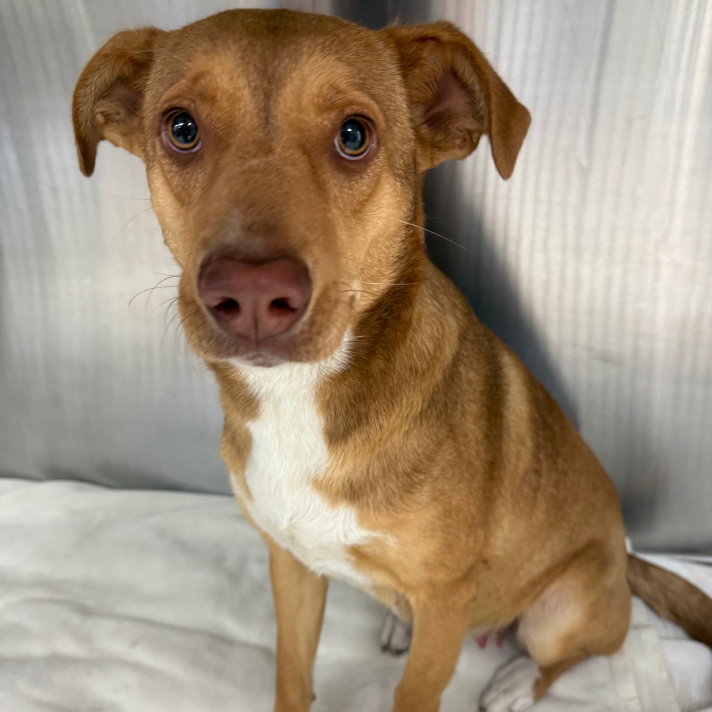 TABITHA - Shepherd / Mix available for adoption