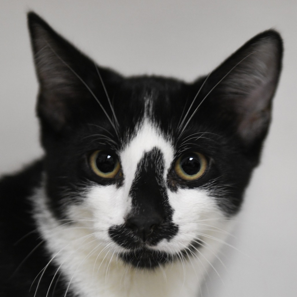 Hanalei - Domestic Shorthair