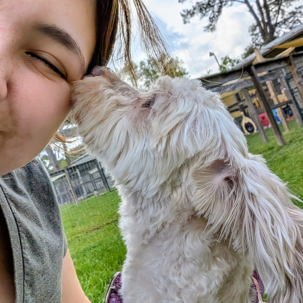 Camo Rescue Caroline is available for adoption at CAMO Rescue