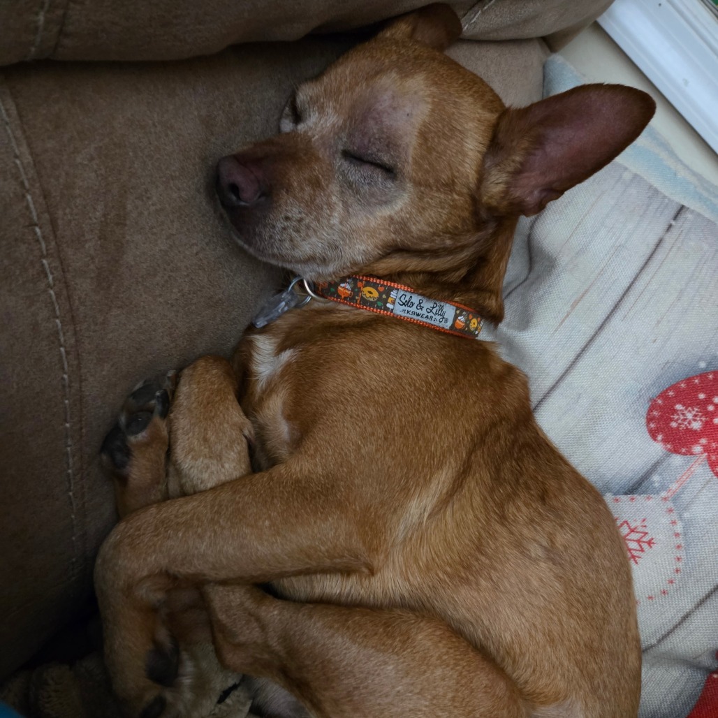 Frito, photo 10