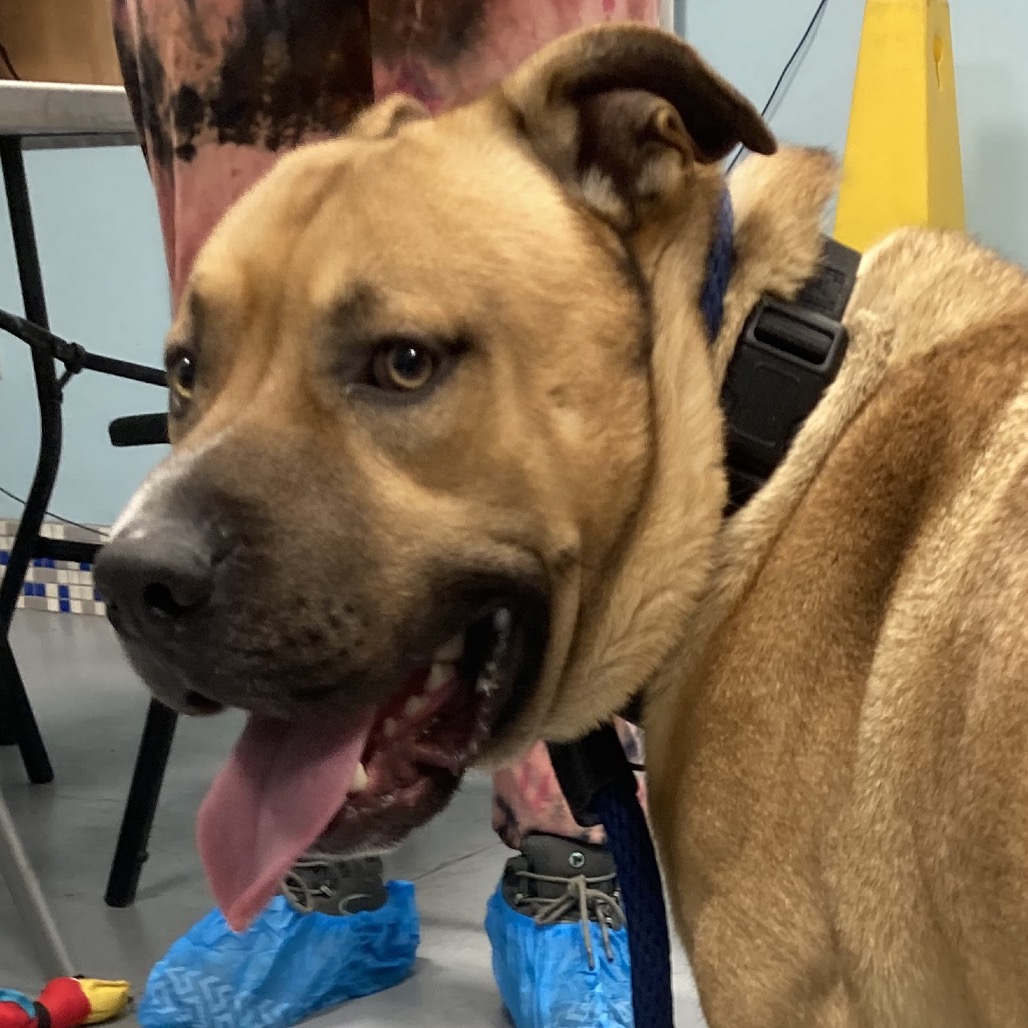 Kurosawa — thumbnail 3