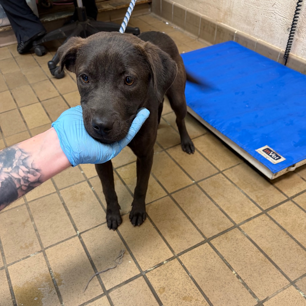 Labrador Retriever