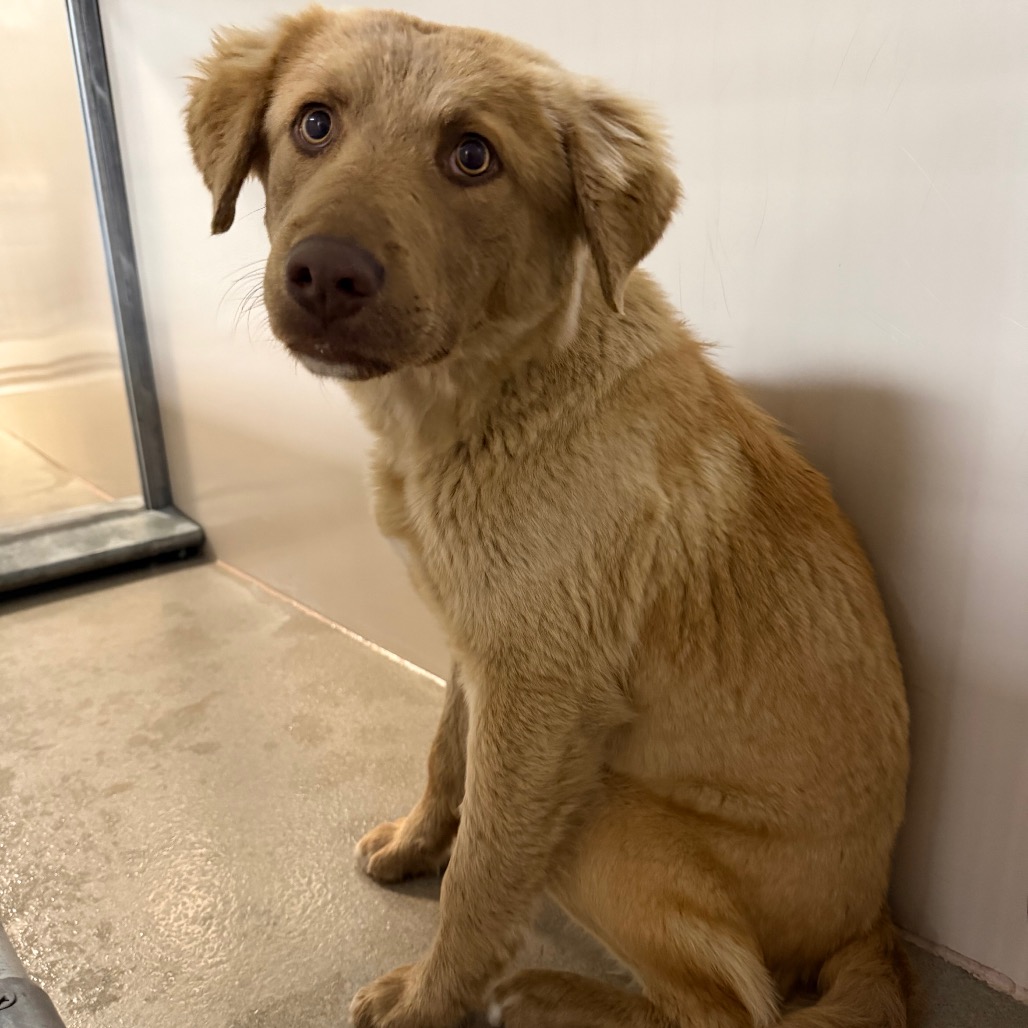 Kennel#6's preview photo