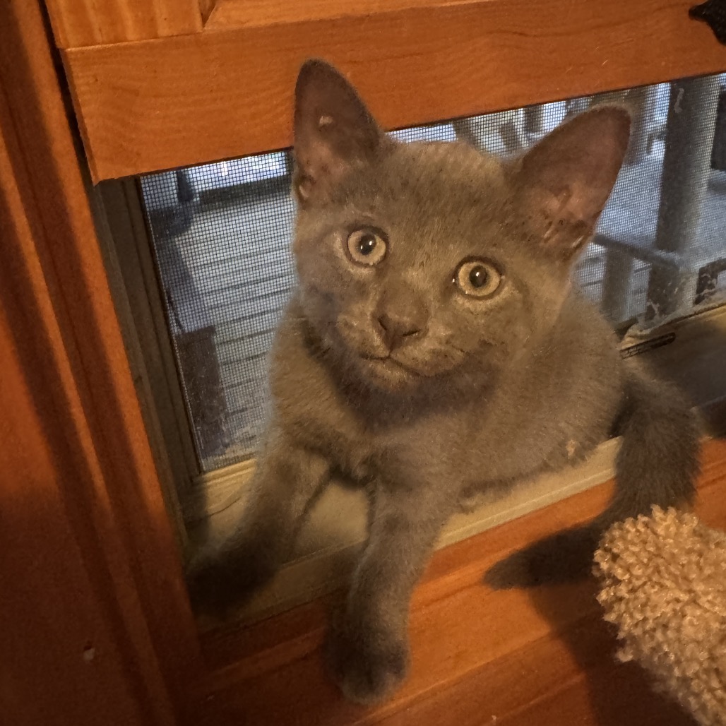 Gracie, photo 4
