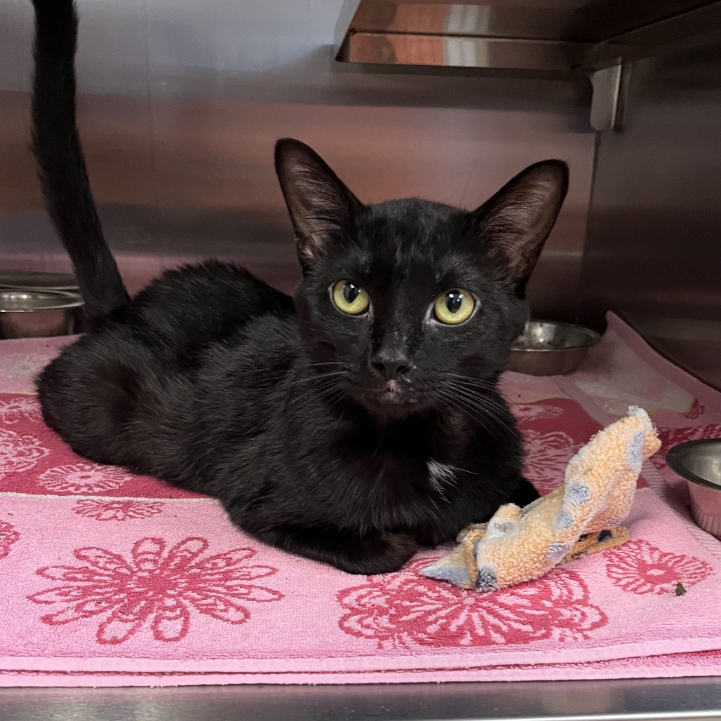 Cortez: Visit me at Elkhart PetSmart!