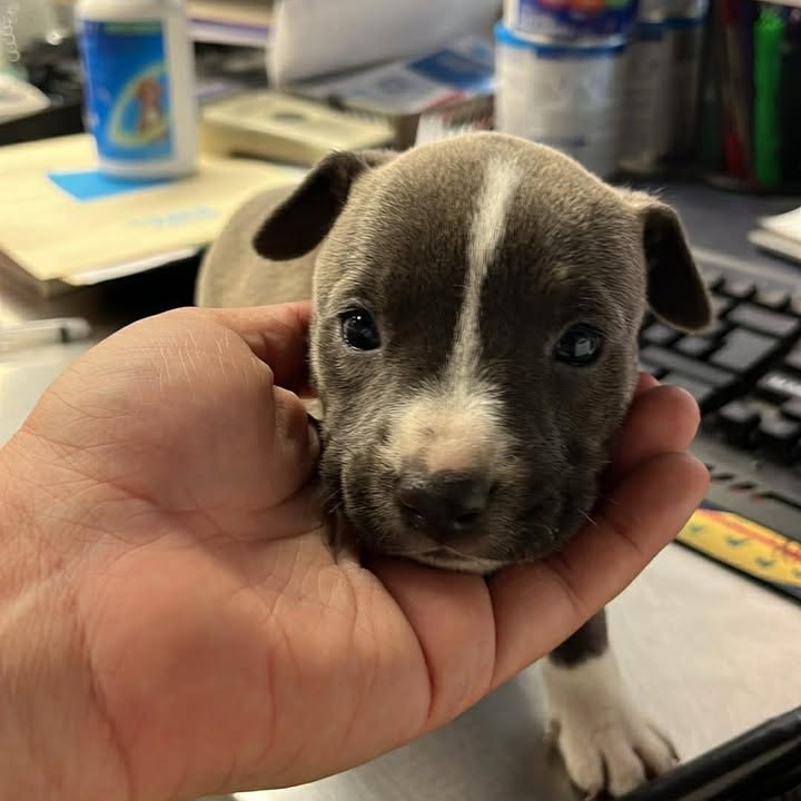 FREDA - Terrier / Mix available for adoption