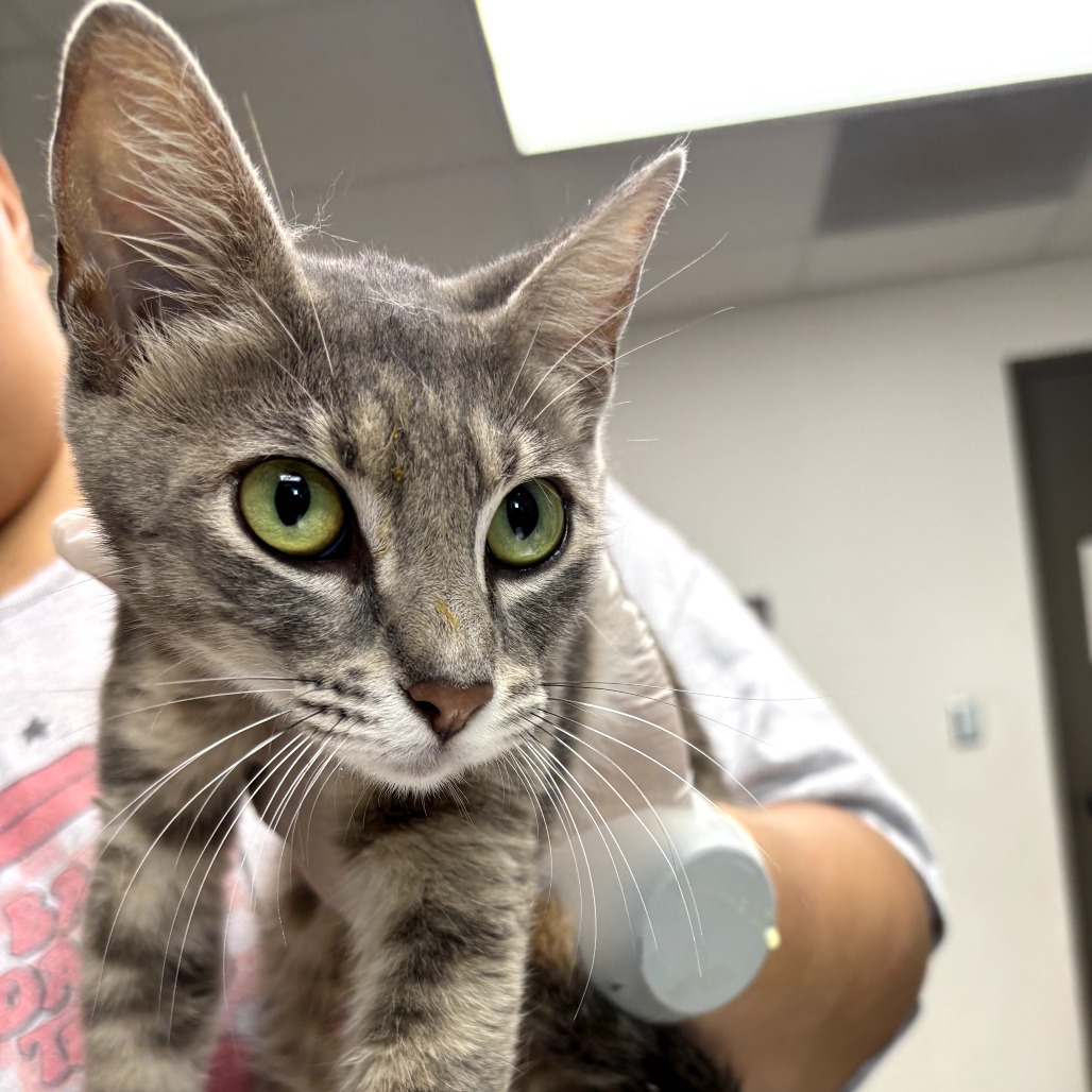 SANDY CHEEKS - Domestic Shorthair / Mix available for adoption