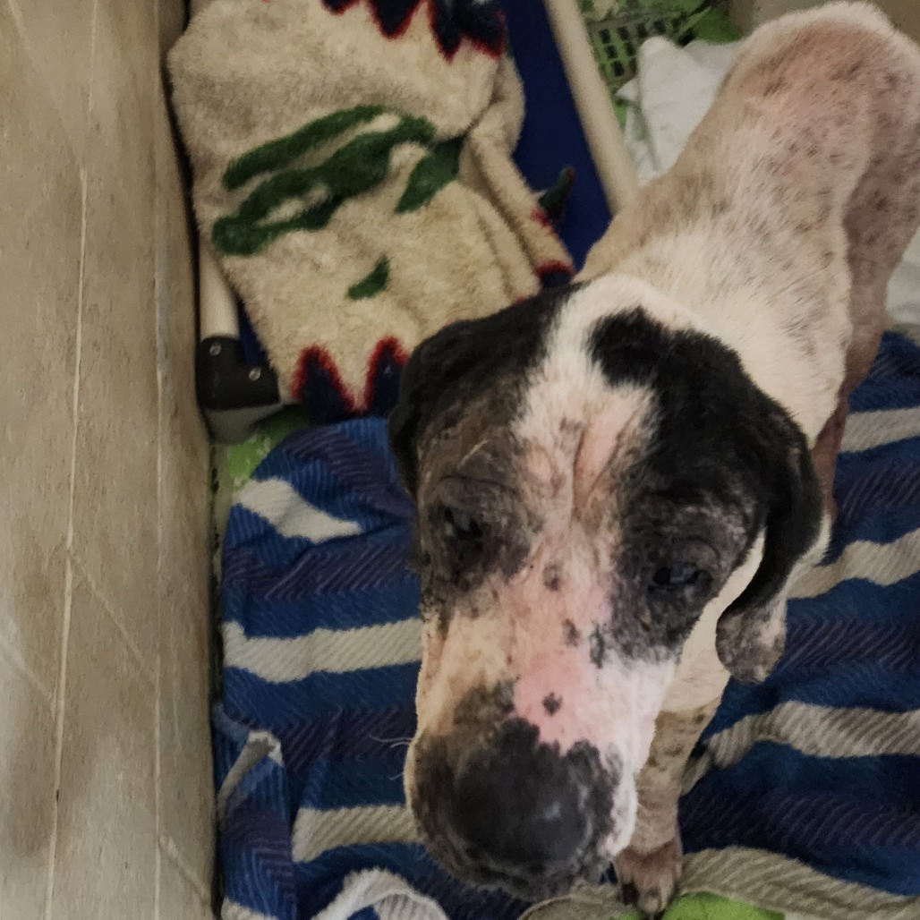 Sweet Loaf — thumbnail 3