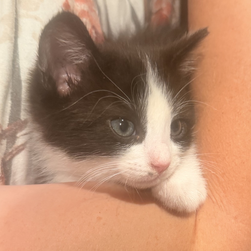 COYOTE - Domestic Shorthair for adoption in West Jordan