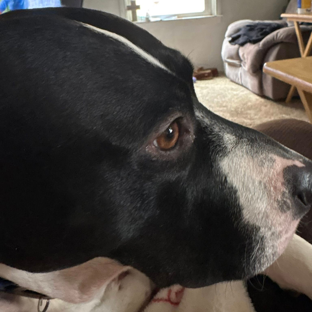 Photo of General Tso 85