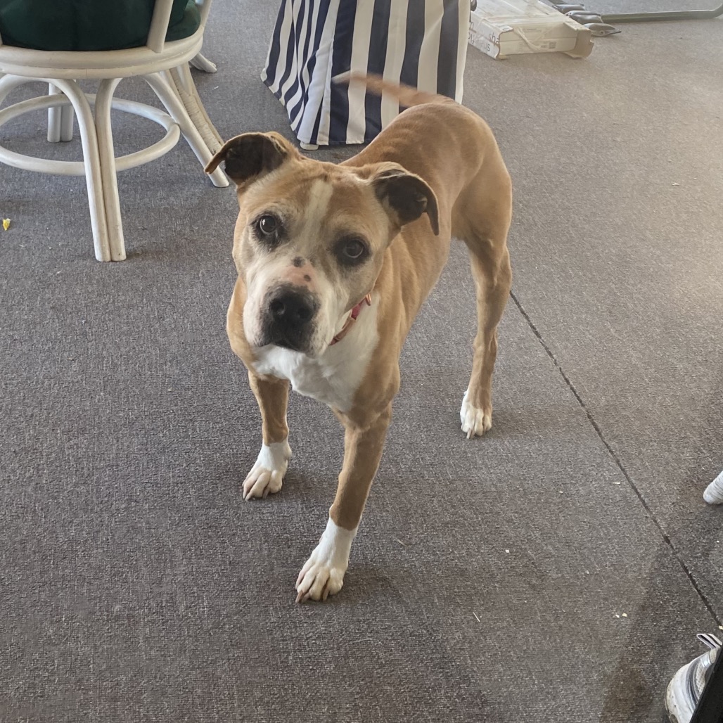 Cinnamon, a medium blond senior dog