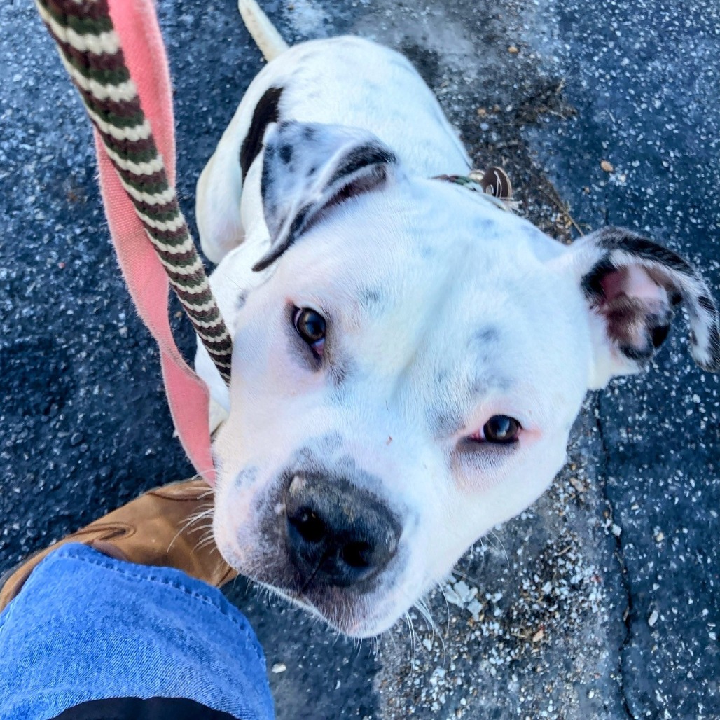 Ice-T is available for adoption at CARE - Center for Animal Rescue ...