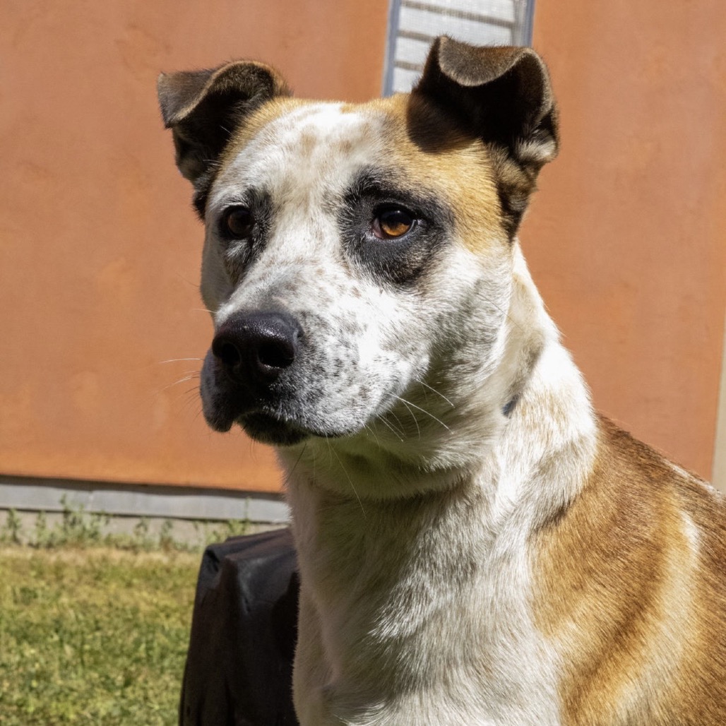 Kennel#15 Rusty's preview photo