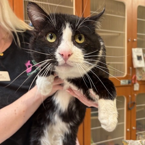 Kronk — thumbnail 2