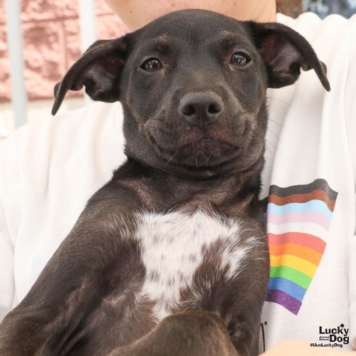 NIKO - Retriever, Labrador / Mix available for adoption