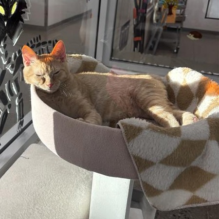 Milo, photo 3