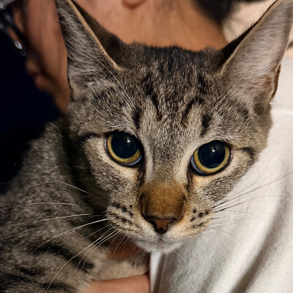STELLA - Domestic Shorthair available for adoption