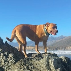 KASHA, photo 35
