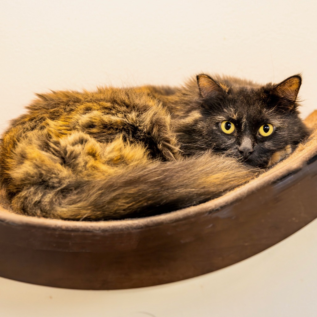 CLEMENTINE - Domestic Longhair available for adoption