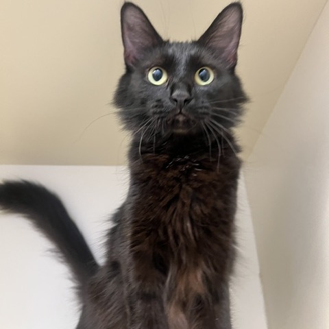 JAPANESE CHERRY BLOSSOM - Domestic Medium Hair available for adoption
